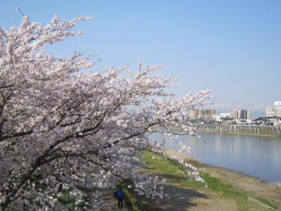桜を求めて北東北へ2010　岩手編