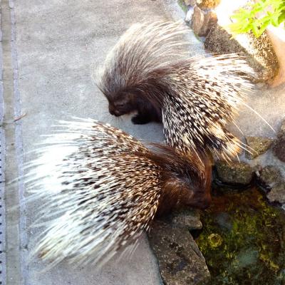 市川動植物園