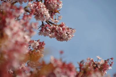 梅とあたみ桜を見てきました 2014.02.17=2.糸川桜まつり=