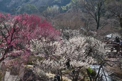 梅とあたみ桜を見てきました 2014.02.17=3.熱海梅園の梅まつり=