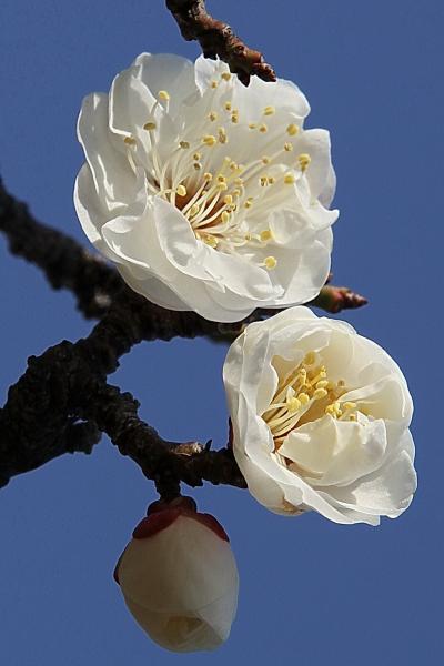 Solitary Journey ［1330］ 梅の花を観ていると春の足音が聞こえて来そうです。＆飛行船「スヌーピーＪ号」＜平成ケ浜公園＞広島県坂町