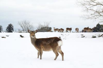 奈良に24年ぶりの大雪！　そのとき鹿は・・・