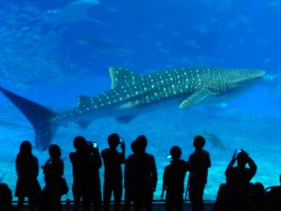 美ら海水族館GREAT!!