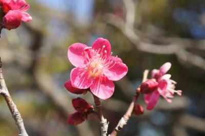 20140222-2 浜離宮 梅がえぇ感じやったり、まだやったり…