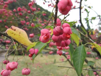 春夏秋冬大好き！秋の白川郷に行きたくて・・