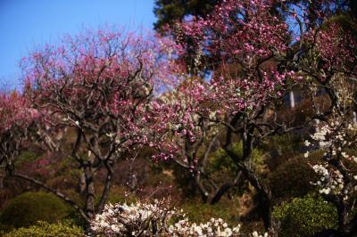 梅は咲いたか・・・&#127800;