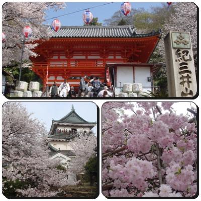 ★2013年お花見　in　和歌山（紀三井寺・和歌山城）★