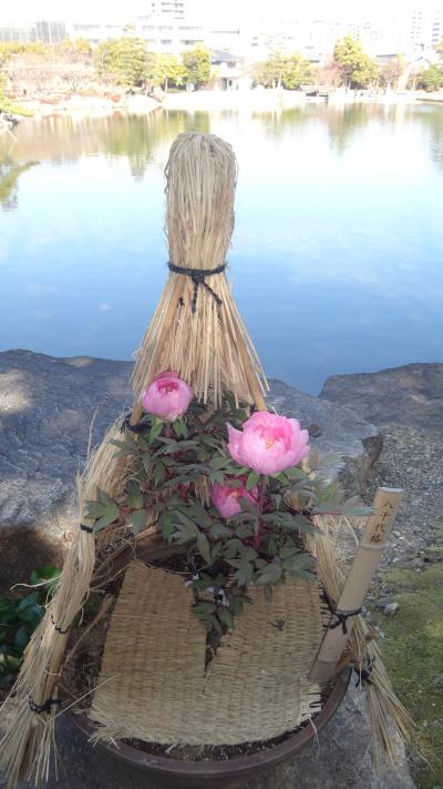 徳川園　冬牡丹の花々