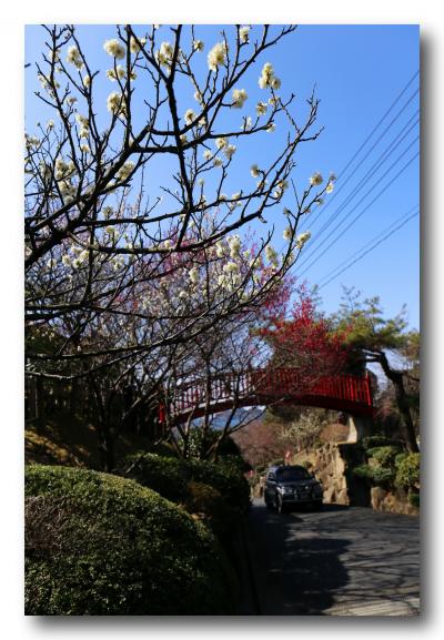 Solitary Journey ［1331］ 一足早い春の訪れ♪を感じさせてくれる～光の花物語‘梅まつり’＜冠山総合公園梅の里＞ 山口県光市