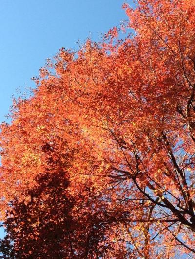 高尾山に行ってきました