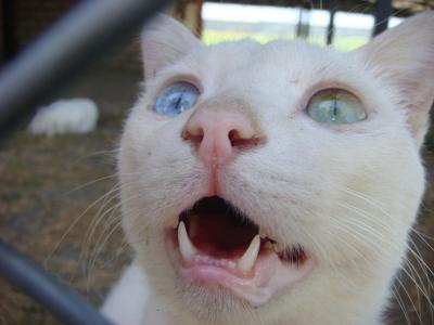 左目が緑、右目が青色のワン猫（東トルコその６）