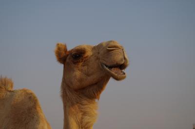 エミレーツ航空でめぐる★砂漠とオーロラに出会う旅★ドバイ編