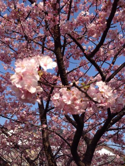 川奈ホテルと河津桜