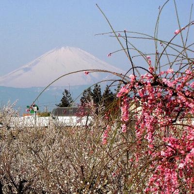 曽我梅林　見渡す限り満開の白梅.紅梅.しだれ