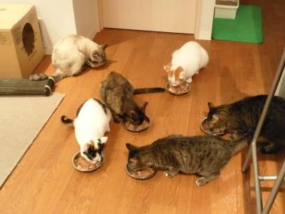 20140228 猫カフェ　猫見家　