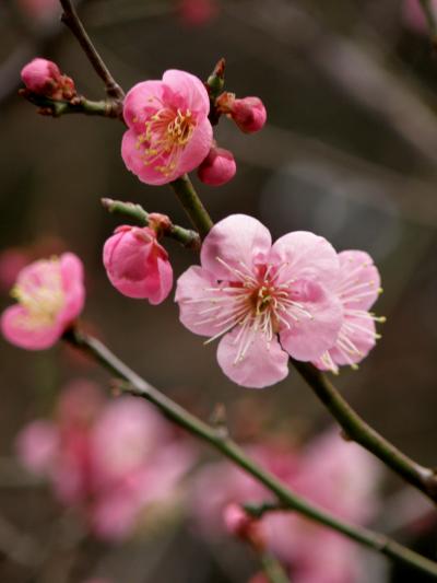 甘い香り漂う須磨離宮公園梅園