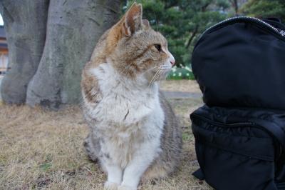 20140301-2 浜離宮庭園 今週も観梅です