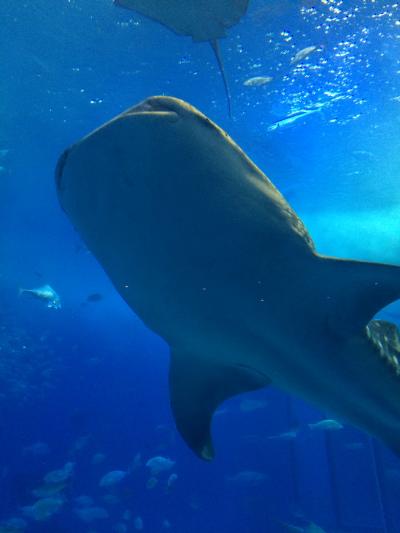 沖縄☆出張だったけど無理やり観光してみた弾丸旅行☆ルネッサンスリゾート沖縄