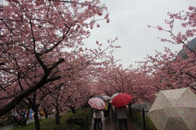 今年の桜見物は河津桜からスタートです