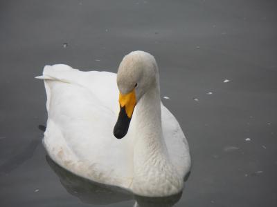 白鳥の湖・徳良湖（とくらこ）