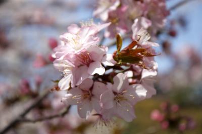 2010年春　京都/お花見