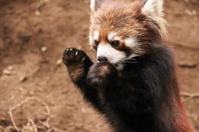 ３月なのに真冬のような寒さの１日に千葉市動物公園へレッサーパンダ詣（３）Red Panda特集（後編）きれいな立ち姿を披露してくれた風太くんとチイチイさん＆りんごタイムはお内裏様とお雛様のようだったクウタくんとメイメイちゃん＆マイペースな源太くんは早くも換毛が始まり首から胸は真っ白@