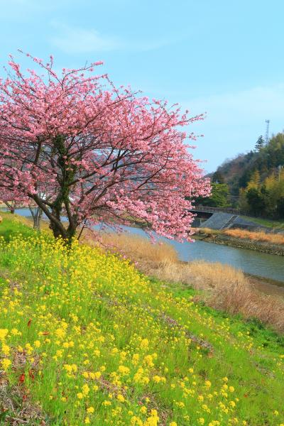 静岡　みなみの桜と菜の花まつり