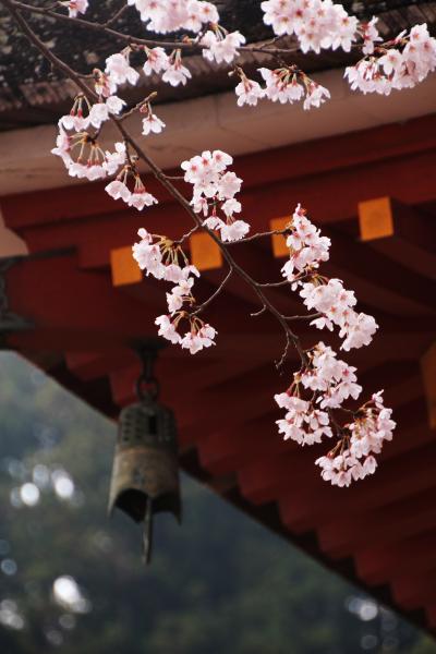 桜のある風景１　（奈良・長谷寺）