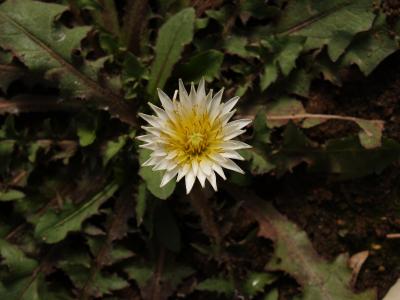シロバナタンポポの開花−2014年春