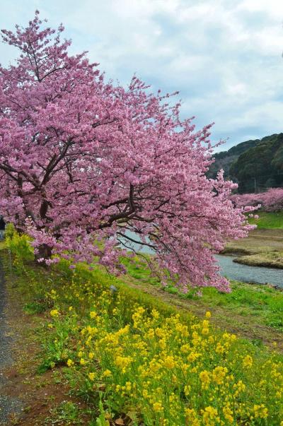 第16回みなみの桜と菜の花まつり 2014.03.03 =2.河津桜と菜の花=