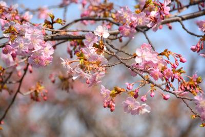 「　河津桜が咲きはじめた　新宿御苑　」　2014