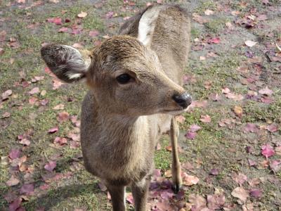 ippuniさんご夫婦が奈良へきてくれました～♪☆奈良公園散歩＆鹿ウォッチング(^o^)／