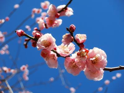 湯島天神の梅まつり