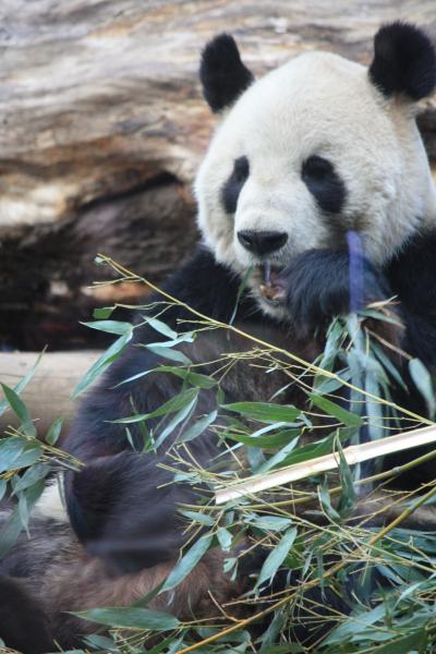 上野動物園パンダは６日からしばらくお休みです～ホッキョクグマのダイブも見れます
