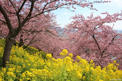 満開で～す！　松田山の桜