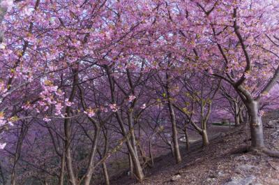 早咲きの桜を満喫（三浦海岸桜まつり2014）