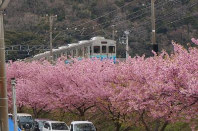 昨年のリベンジ　河津桜