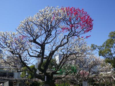 匂い興せよ梅花、亀戸天神。