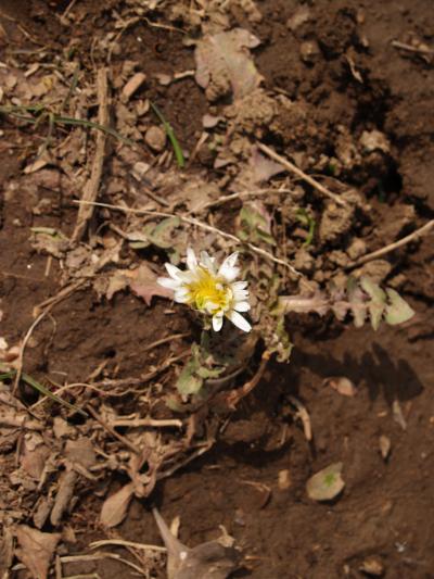 露地植えのシロバナタンポポの開花−2014年春