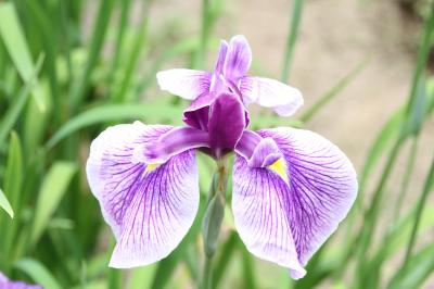 奈良県　滝谷しょうぶ園を訪ねて