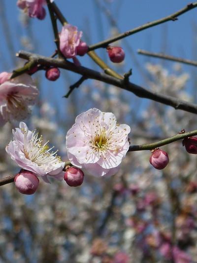 2014年03月　春の訪れ「梅まつり」は終わっていたけれど・・・　ｉｎ　神代植物公園