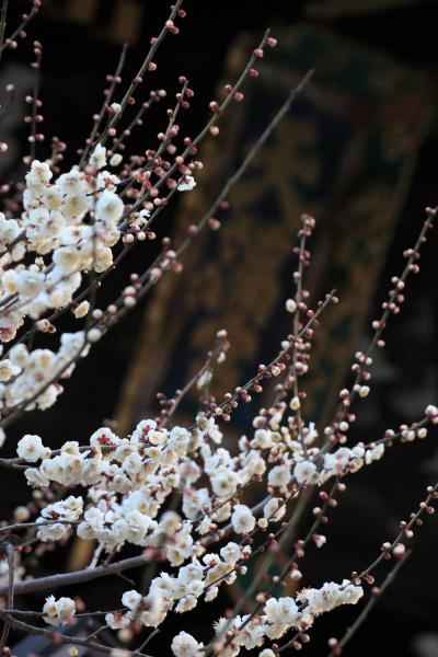 京都　北野天満宮の境内の梅