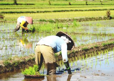 バリ　　田一枚植えて立ち去るプラルワン　（本歌取）