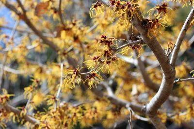 マクロレンズ一本で久しぶりに早春の智光山公園へ～満開のマンサクと美しい枝垂れ梅に舌鼓を打つ