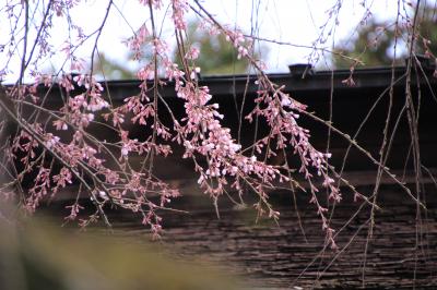 桜のある風景4　（吉野　中千本～上千本）