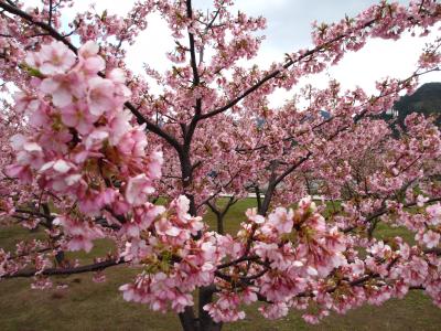 ２０１４年　萩往還道そばの梅林、親水公園の河津桜、松陰記念館