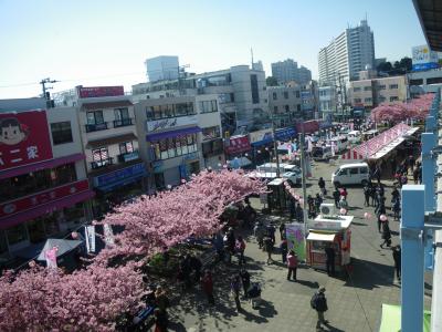 京急三浦海岸駅前、桜まつり