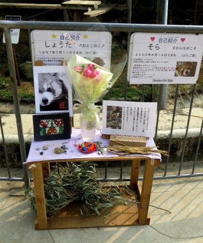 初春のレッサーパンダ紀行【２】 大牟田市動物園　最期まで男前を貫いた将太君・・・安らかに、そして、気になるそらちゃんとレン君の恋模様