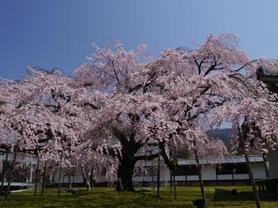 京都のお花見（醍醐寺＆宇治編）