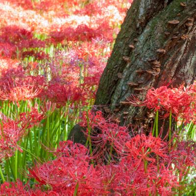 巾着田の曼珠沙華（2011年９月）